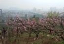 桃花故裡