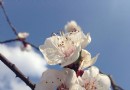新都泥巴沱