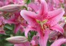 成都普羅旺斯國際薰衣草莊園