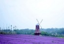 紫頤香薰山谷