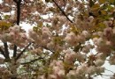 成都動物園