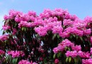 花舞人間