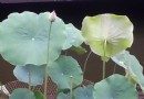 金鷹山莊