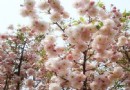 盛世櫻花悠樂谷