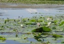 蓮花湖