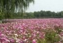 格桑花公園