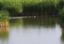 鶴泉湖