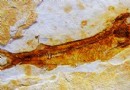 西河橋古生物化石