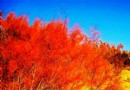 黃河紅柳園