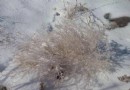 絲綢之路國際滑雪場