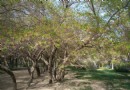 新城公園