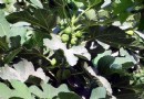 無花果王樹
