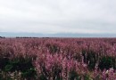 瓊庫什台紫花坡