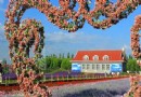 解憂公主薰衣草園