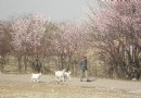 果園