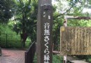 音無綠地