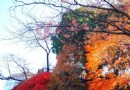 高尾山