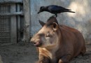 上野動物園