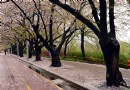 櫻花大道
