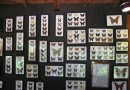 暹羅昆蟲動物園博物館