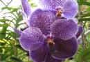 蘭花培育室和蝴蝶園