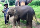 Woody Elephant Training