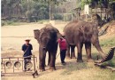 Ran-Tong Elephant Training