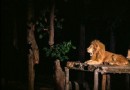 清邁夜間動物園