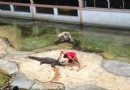 北榄府鳄魚園和動物園