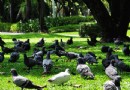 乍都節公園