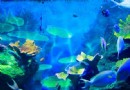暹羅海洋世界