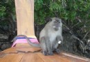 蘇梅猴園