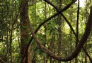 咖啡山森林保護公園
