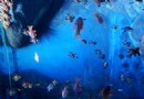 吉隆坡水族館