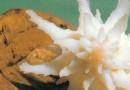 深海貝殼世界