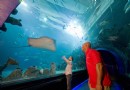 倫敦海洋生物水族館