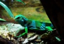 倫敦動物園