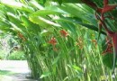 植物公園