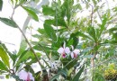 慕尼黑舊植物園
