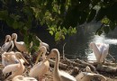 阿姆斯特丹動物園