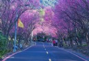 北投單車一日游 追櫻泡湯好惬意