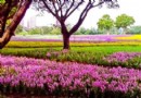 台北冬日賞花 古亭河濱公園正缤紛