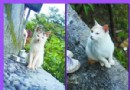 【組圖】台北的貓村傳奇