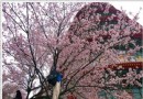 台北的秘密花園：淡水天元宮