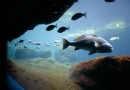 紐約水族館