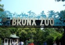 布朗克斯動物園