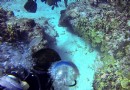 納夫坦峭壁（潛水點）