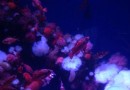 太平洋水族館