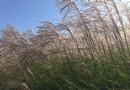 洛杉矶威尼斯河道