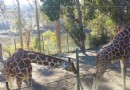 六旗探索王國主題公園